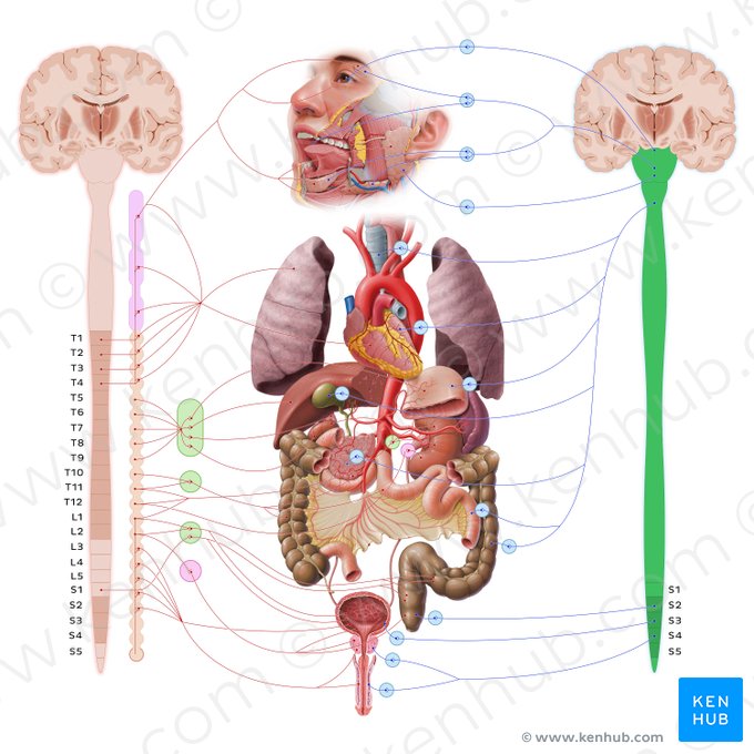 Parasympathetic nervous system (Systema nervosum parasympathicum); Image: Paul Kim