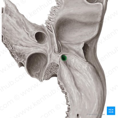 Foramen stylomastoideum (Griffel-Warzenfortsatz-Loch); Bild: Samantha Zimmerman