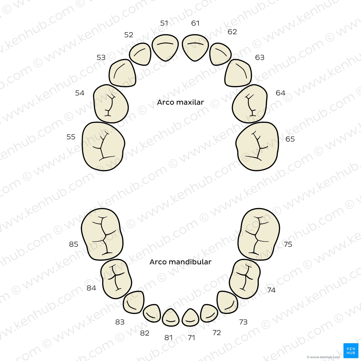 Sistema FDI/ISO 3950 (dientes deciduos)