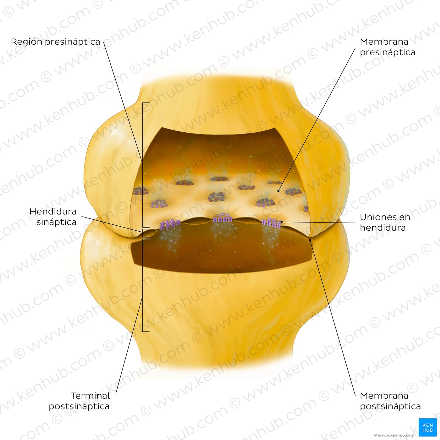 Key features of an electrical synapse