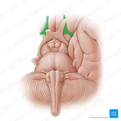 Olfactory tract (Tractus olfactorius); Image: Paul Kim