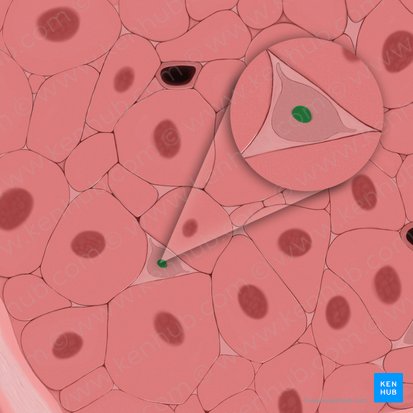 Fibroblast nucleus (Nucleus fibroblasti); Image: Tal Bavli Ziv
