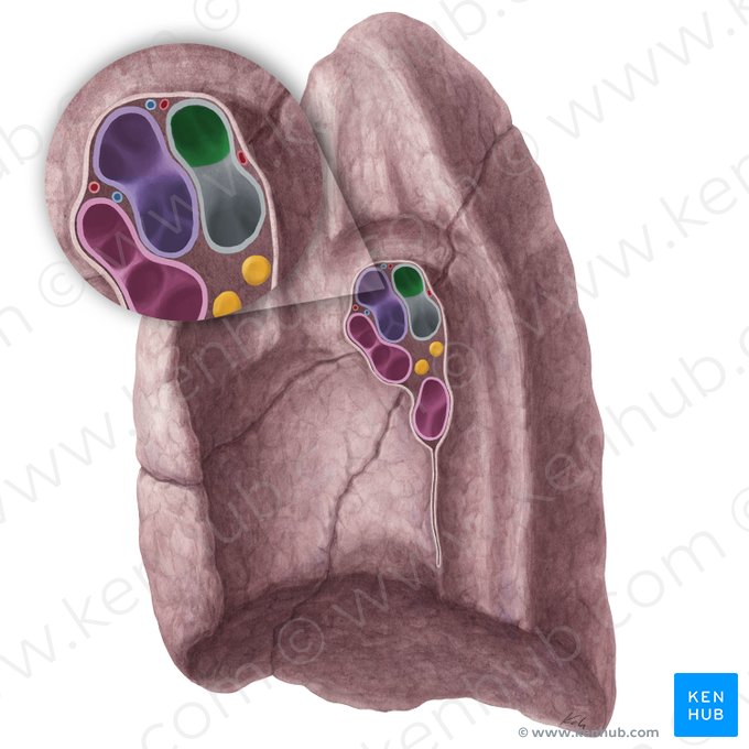 Bronchus lobaris superior dexter (Rechter oberer Lappenbronchus); Bild: Yousun Koh