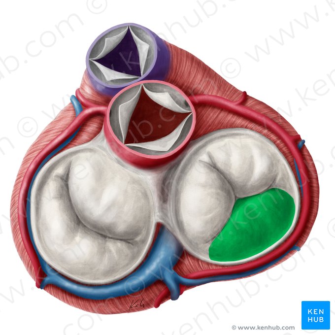 Inferior leaflet of right atrioventricular valve (Cuspis inferior valvae atrioventricularis dextrae); Image: Yousun Koh