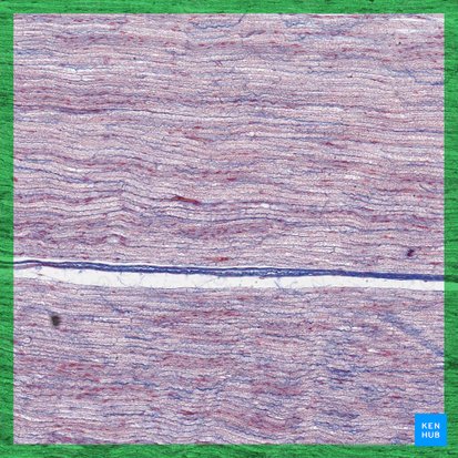 Nervous tissue (Textus nervosus); Image: 