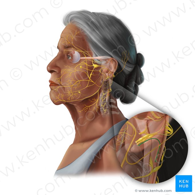 Accessory nerve (Nervus accessorius); Image: Tal Bavli Ziv