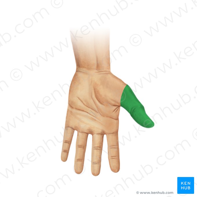 Thumb (Pollex); Image: Irina Münstermann