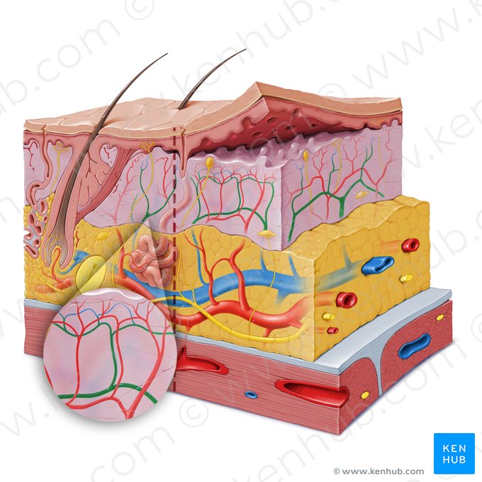 Plexo venoso dermo-hipodérmico (Plexus venosus dermalis); Imagem: Paul Kim