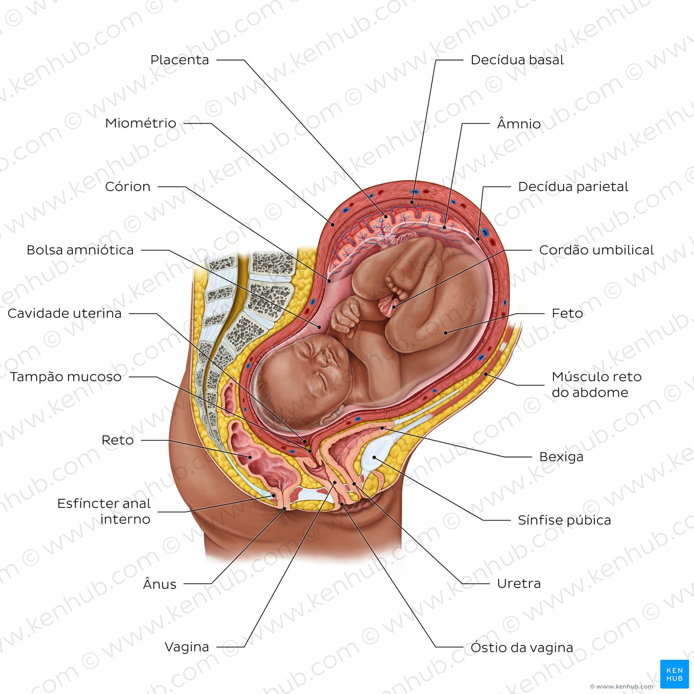 Fetus in utero