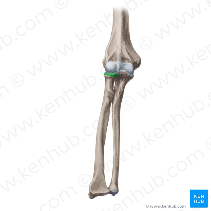 Articular circumference of head of radius (Circumferentia articularis capitis radii); Image: Yousun Koh