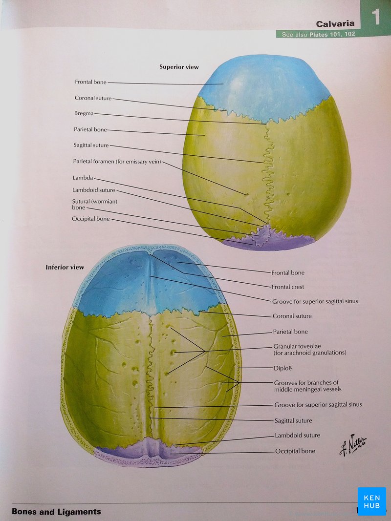 Netter's Atlas of Human Anatomy - Calvaria