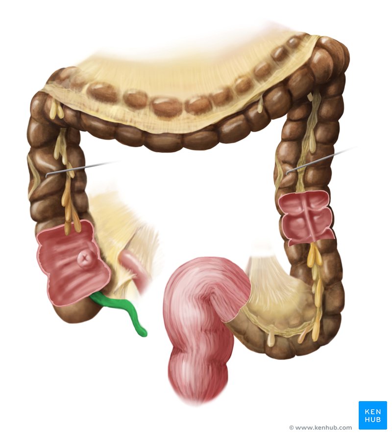 Vermiform appendix
