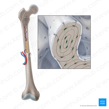 Osteocyte (Osteocytus); Image: Paul Kim