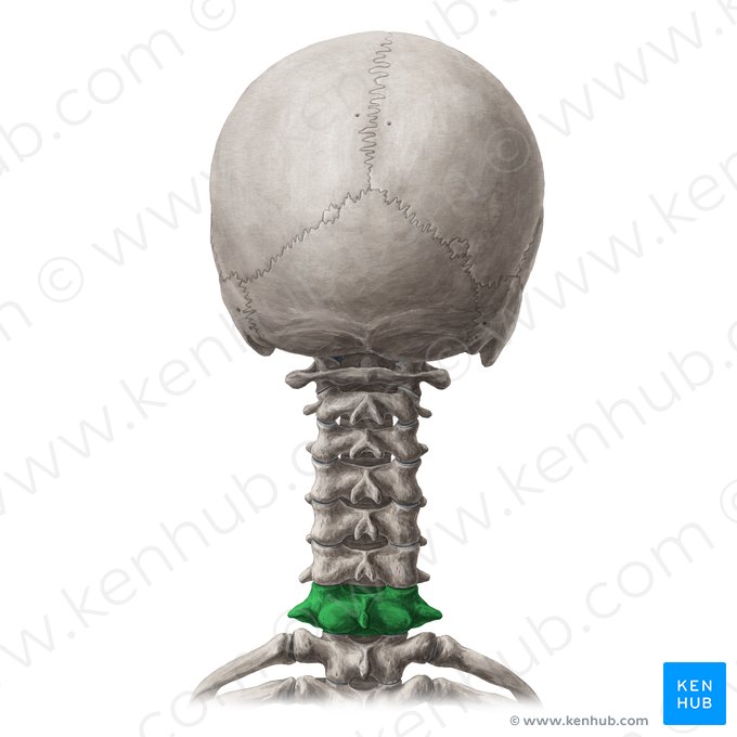 Vertebra C7; Image: Yousun Koh