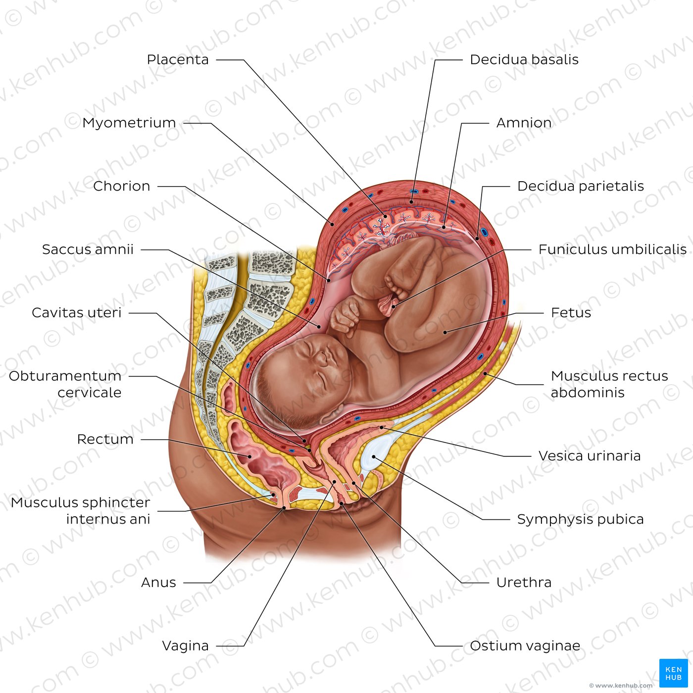 Fetus in utero
