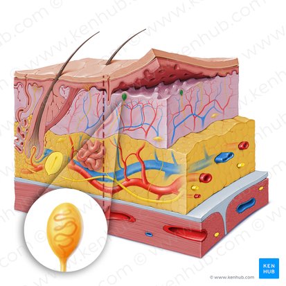 Tactile (Meissner) corpuscle (Corpusculum tactile); Image: Paul Kim