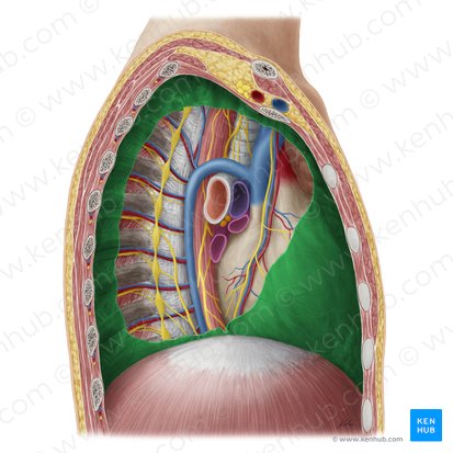 Parietal pleura (Pleura parietalis); Image: Yousun Koh