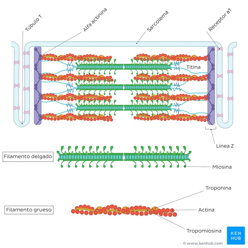 Sarcómero del cardiomiocito (diagrama)