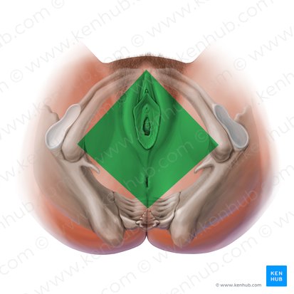 Perineal region (Regio perinealis); Image: Paul Kim
