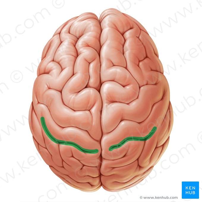 Postcentral sulcus (Sulcus postcentralis); Image: Paul Kim