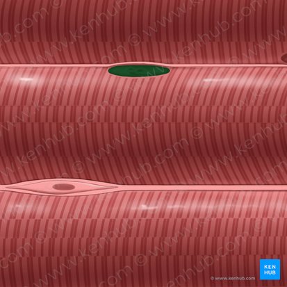 Núcleo del miocito (Nucleus myocyti); Imagen: Tal Bavli Ziv