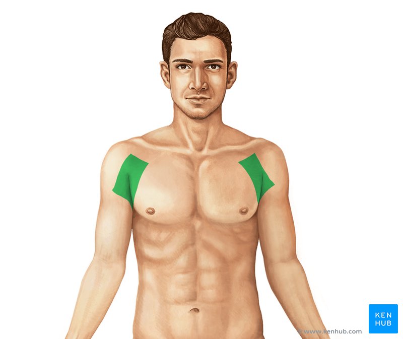 Axillary region - ventral view