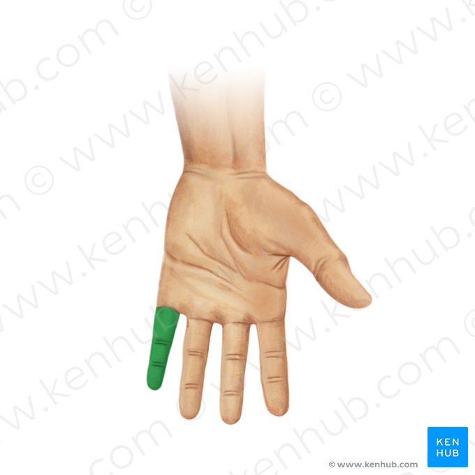 Little finger (Digitus minimus manus); Image: Irina Münstermann