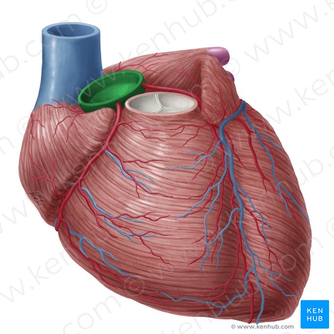 Aorta ascendens (Aufsteigende Aorta); Bild: Yousun Koh