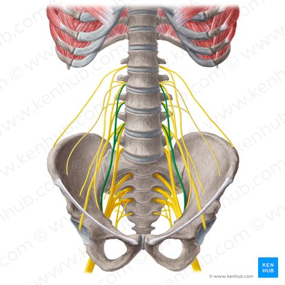 Obturator nerve (Nervus obturatorius); Image: Yousun Koh