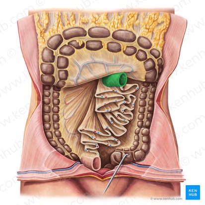 Jejunum (Leerdarm); Bild: Irina Münstermann