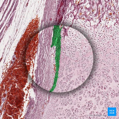 Fibrocartilage; Image: 