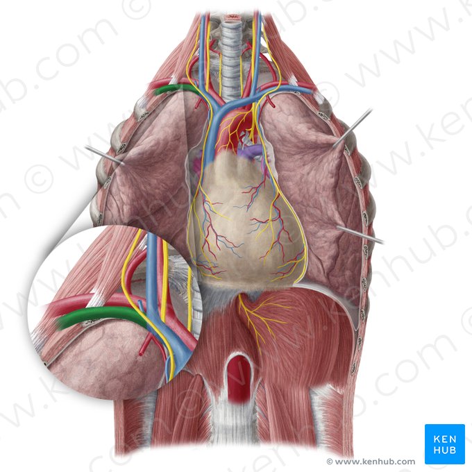 Right subclavian vein (Vena subclavia dextra); Image: Yousun Koh