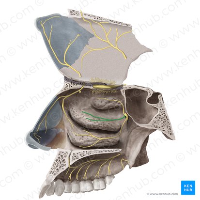 Lateral superior posterior nasal branches of maxillary nerve (Rami nasales posteriores superiores laterales nervi maxillaris); Image: Begoña Rodriguez