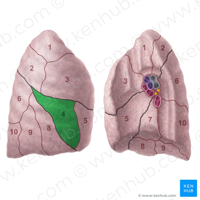 Lateral segment of right lung (Segmentum laterale pulmonis dextri); Image: Paul Kim
