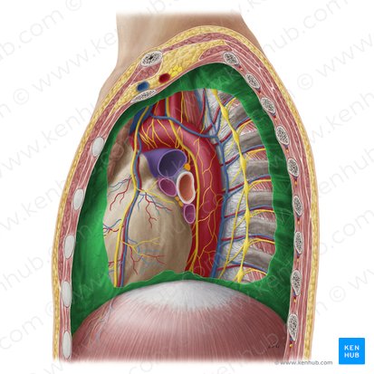 Pleura parietalis (Rippenfell); Bild: Yousun Koh