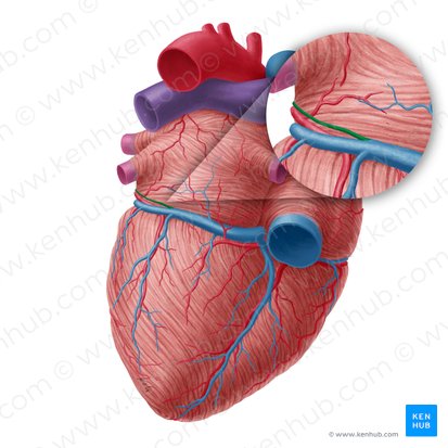 Oblique vein of left atrium (Vena obliqua atrii sinistri); Image: Yousun Koh