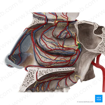 Arteria sphenopalatina (Keilbein-Gaumen-Arterie); Bild: Begoña Rodriguez