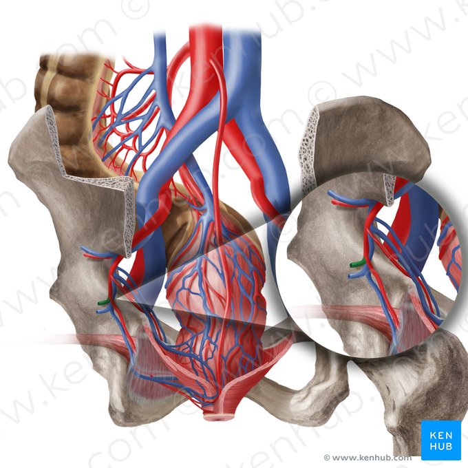 Inferior gluteal artery (Arteria glutea inferior); Image: Begoña Rodriguez