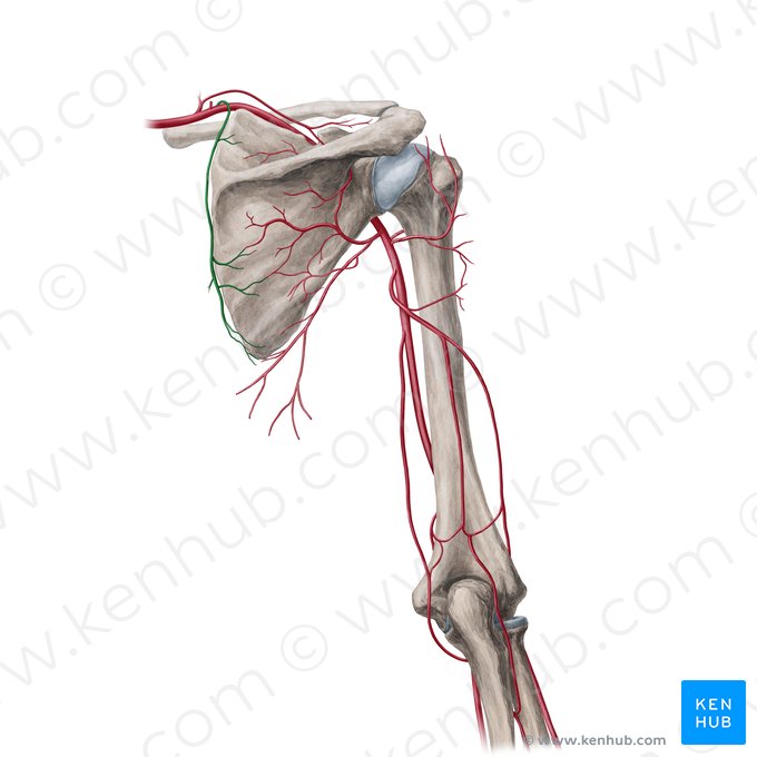 Arteria dorsalis scapulae (Dorsale Schulterblattarterie); Bild: Yousun Koh