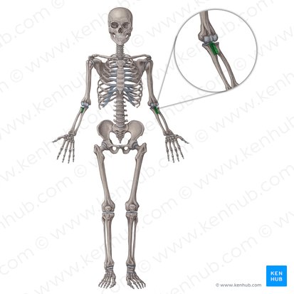 Articulatio radioulnaris proximalis (Proximales Speichen-Ellen-Gelenk); Bild: Irina Münstermann