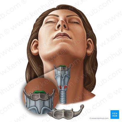 Epiglottis; Image: Irina Münstermann