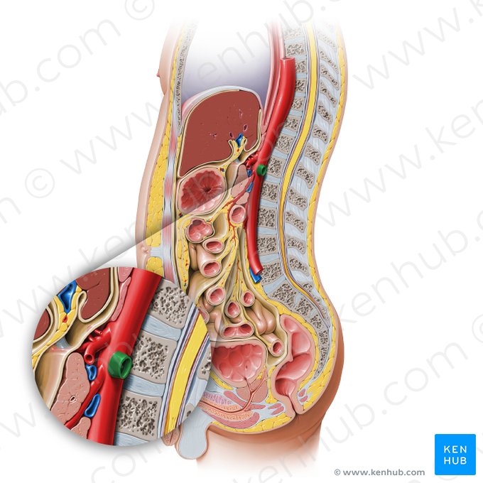 Left renal artery (Arteria renalis sinistra); Image: Paul Kim