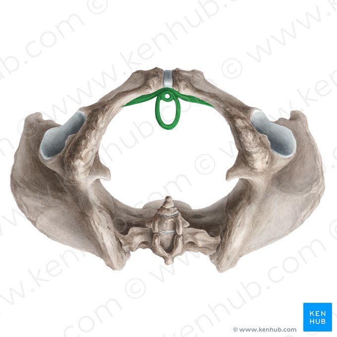 Musculus sphincter externus urethrae femininae (Äußerer Harnröhrenschließmuskel der Frau); Bild: Liene Znotina