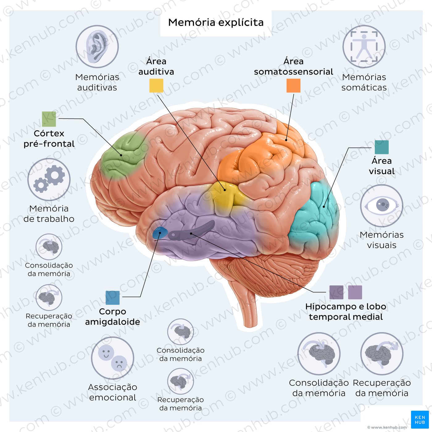 Memória explícita: estruturas cerebrais