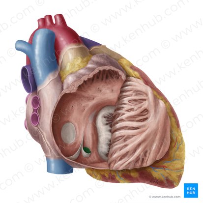 Orifice of coronary sinus (Ostium sinus coronarii); Image: Yousun Koh