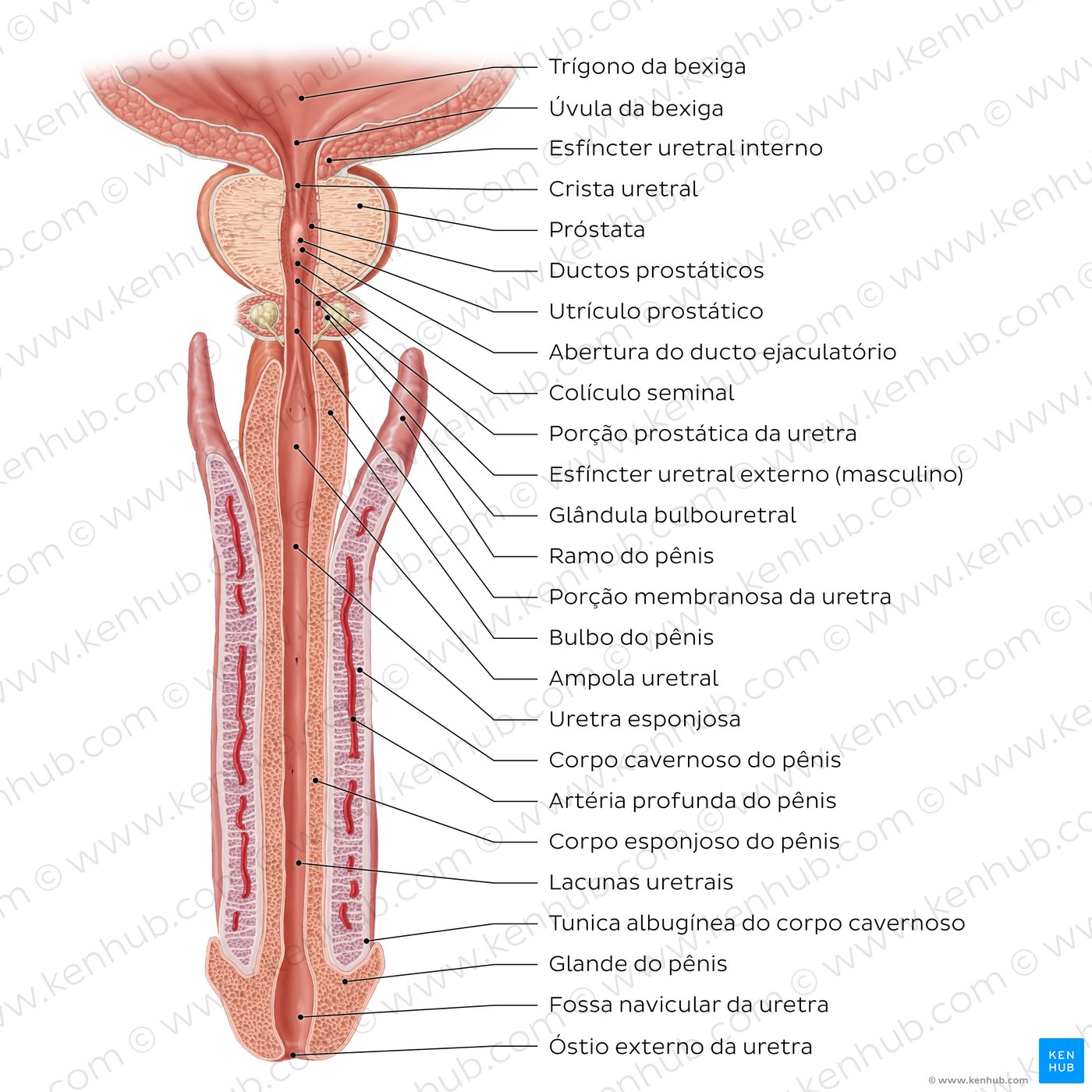 Uretra masculina - um diagrama