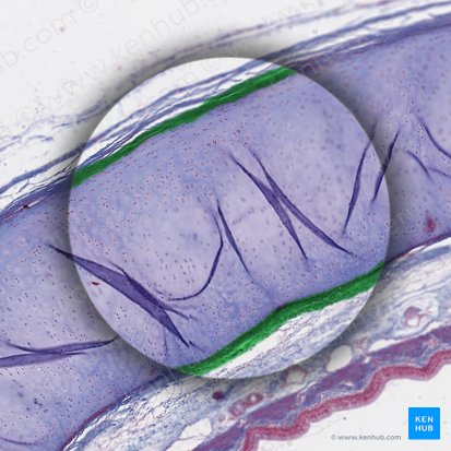 Perichondrium (Knorpelhaut); Bild: 