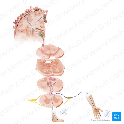 Ventral posterolateral nucleus (Nucleus ventralis posterolateralis); Image: Paul Kim