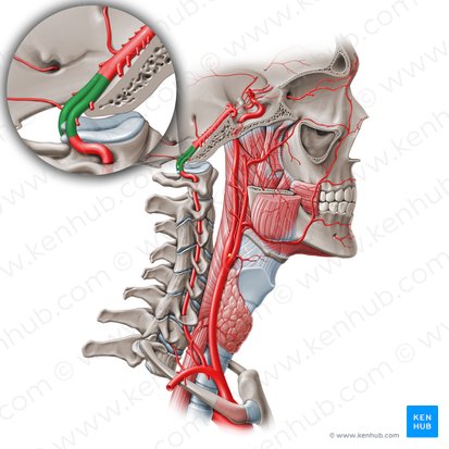 Pars intracranialis arteriae vertebralis (V4) (V4-Segment der Wirbelarterie); Bild: Paul Kim