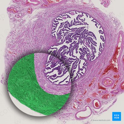 Stratum longitudinale externum tunicae muscularis (Äußere Längsmuskelschicht); Bild: 